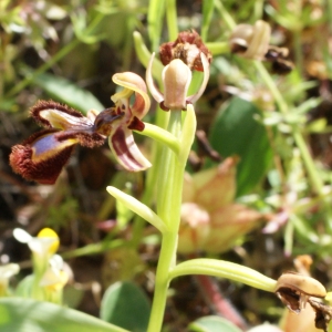 Photographie n°755529 du taxon Ophrys speculum Link [1799]