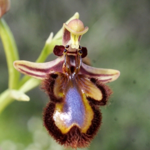 Photographie n°755531 du taxon Ophrys speculum Link [1799]