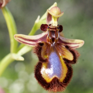 Photographie n°755534 du taxon Ophrys speculum Link [1799]