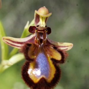 Photographie n°755535 du taxon Ophrys speculum Link [1799]