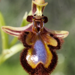 Photographie n°755536 du taxon Ophrys speculum Link [1799]