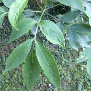 Photographie n°755610 du taxon Sambucus nigra L. [1753]