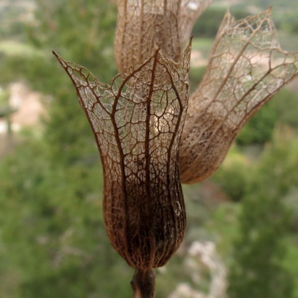 Hyoscyamus albus L. [1753] [nn35143] par Alain Poirel le 15/04/2016 - Miramas