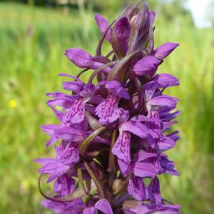 Photographie n°755715 du taxon Dactylorhiza incarnata (L.) Soó [1962]