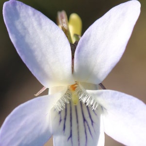Photographie n°755725 du taxon Viola lactea Sm. [1798]