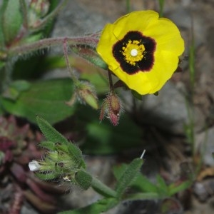 Photographie n°755752 du taxon Tuberaria guttata (L.) Fourr. [1868]