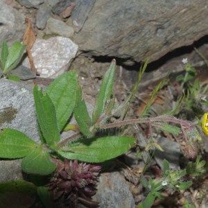 Photographie n°755753 du taxon Tuberaria guttata (L.) Fourr. [1868]