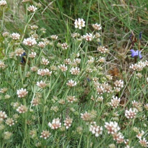 Photographie n°756018 du taxon Dorycnium pentaphyllum Scop. [1772]