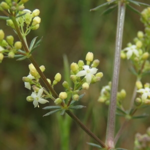 Photographie n°756036 du taxon Galium corrudifolium Vill. [1779]