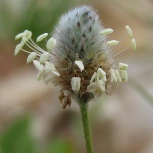 Photographie n°756039 du taxon Plantago lagopus L. [1753]