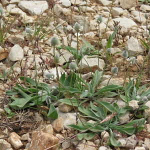 Photographie n°756044 du taxon Plantago lagopus L. [1753]