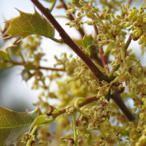 Photographie n°756045 du taxon Quercus coccifera L. [1753]