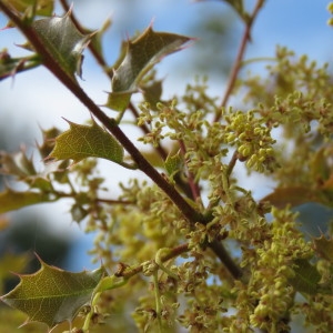 Photographie n°756046 du taxon Quercus coccifera L. [1753]