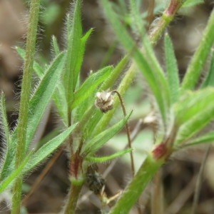 Photographie n°756049 du taxon Ranunculus repens L. [1753]