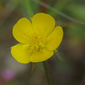 Photographie n°756050 du taxon Ranunculus repens L. [1753]