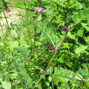 Photographie n°756054 du taxon Vicia sativa subsp. sativa 