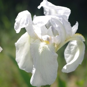 Photographie n°756106 du taxon Iris albicans Lange [1860]