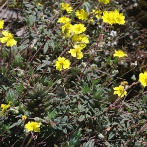  - Helianthemum italicum var. italicum 