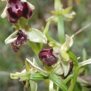 Photographie n°756165 du taxon Ophrys provincialis (Baumann & Künkele) Paulus [1988]