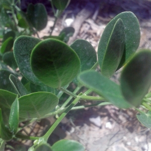 Photographie n°756173 du taxon Zygophyllum fabago L. [1753]