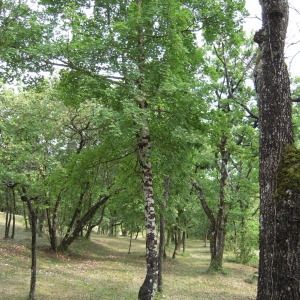 Photographie n°756210 du taxon Acer monspessulanum L.