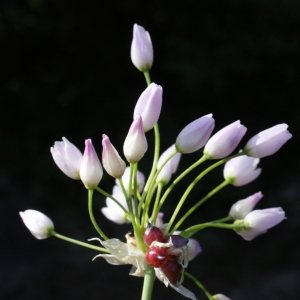 Photographie n°756236 du taxon Allium roseum L. [1753]