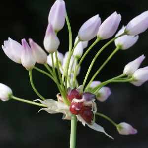 Photographie n°756240 du taxon Allium roseum L. [1753]