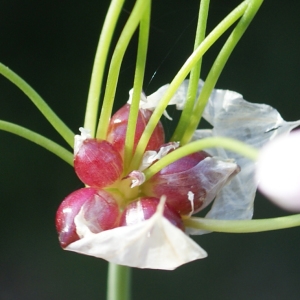 Photographie n°756243 du taxon Allium roseum L. [1753]