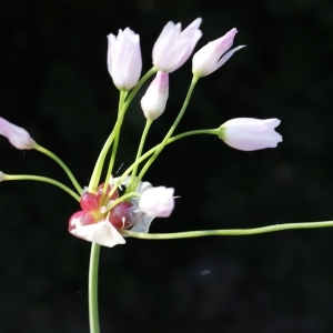 Photographie n°756245 du taxon Allium roseum L. [1753]