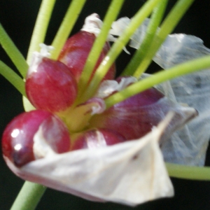 Photographie n°756246 du taxon Allium roseum L. [1753]