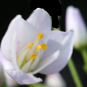 Photographie n°756250 du taxon Allium roseum L. [1753]