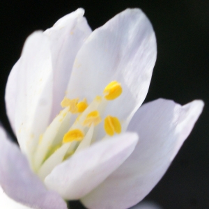 Photographie n°756254 du taxon Allium roseum L. [1753]