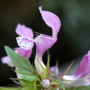 Photographie n°756266 du taxon Lamium maculatum (L.) L. [1763]