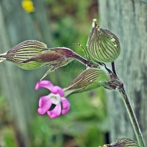 Photographie n°756307 du taxon Silene conica L.