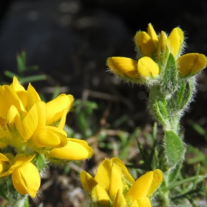  - Genista hispanica subsp. hispanica 