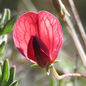 Photographie n°756340 du taxon Lathyrus cicera L. [1753]