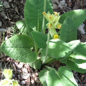 Photographie n°756372 du taxon Primula veris var. columnae (Ten.) B.Bock [2013]