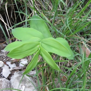 Photographie n°756387 du taxon Polygonatum odoratum (Mill.) Druce [1906]