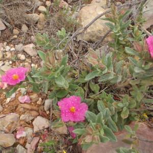 Photographie n°756512 du taxon Cistus crispus L. [1753]