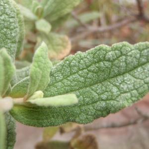 Photographie n°756513 du taxon Cistus crispus L. [1753]