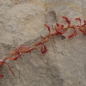 Photographie n°756525 du taxon Rumex bucephalophorus L. [1753]