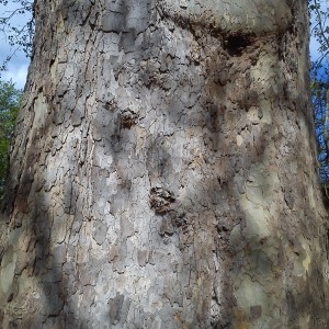 Photographie n°756536 du taxon Platanus L. [1753]