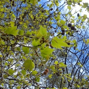 Photographie n°756538 du taxon Platanus L. [1753]