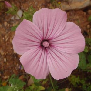 Photographie n°756543 du taxon Lavatera trimestris L. [1753]