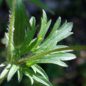 Photographie n°756670 du taxon Ranunculus bulbosus L. [1753]