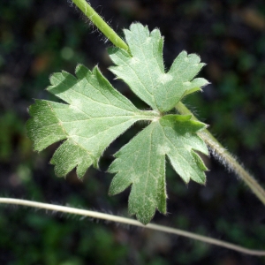 Photographie n°756678 du taxon Ranunculus bulbosus L. [1753]