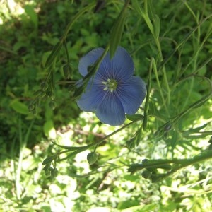 Photographie n°756933 du taxon Linum usitatissimum L. [1753]