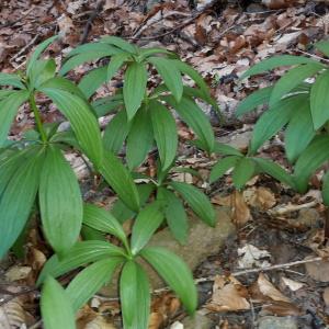 Photographie n°756998 du taxon Lilium martagon L. [1753]