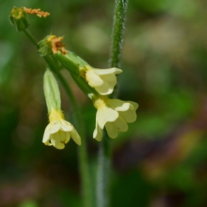 Photographie n°757083 du taxon Primula elatior (L.) Hill [1765]