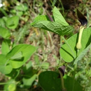 Photographie n°757162 du taxon Aristolochia rotunda L. [1753]